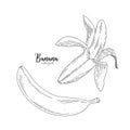 Drawing of isolated partially peeled banana on the white. Healthy food. Engraving sketch vintage style. Vector healthy Royalty Free Stock Photo