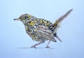 Drawing of Juvenile Robin white background