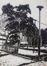 Drawing landscape in the park with black and white
