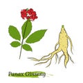 Drawing of leaves and root of ginseng