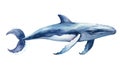 Drawing life grunge whale splash graphic stain killer humpback fin predator shark