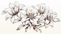 Hand Drawn Lily Flowers In Sepia Tone With Elaborate Borders