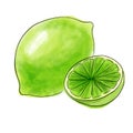 drawing lime isolated at white background