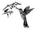 Drawing little bird hummingbirds and flowering branch, sketch illustration