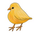 drawing little yellow chick