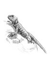 Drawing of a lizard