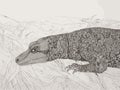 A Drawing Of A Lizard - A goanna basks in the warmth of the outdoors