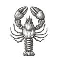 Drawing of lobster for menu or label. Seafood in vintage engraving style. Sketch vector illustration Royalty Free Stock Photo