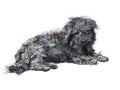 Drawing of lying poor Shih-tzu dog isolated on white