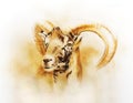Drawing of male wild sheep with mighty horns on abstract blurry background.