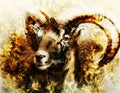 Drawing of male wild sheep with mighty horns on flower background. Royalty Free Stock Photo