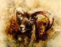 Drawing of male wild sheep with mighty horns on flower background. Royalty Free Stock Photo