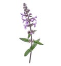 drawing marsh woundwort isolated at white background Royalty Free Stock Photo