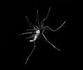 Drawing of a mosquito in white on a black background. Close-up. Graphics. Negative