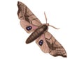 Drawing of moth with white background illustration