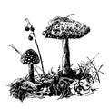 Drawing mushroom fly agaric, sketch graphics hand drawn ink illustration