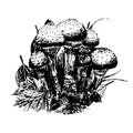 Drawing mushrooms in the forest sketch graphics hand drawn illustration