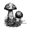 Drawing mushrooms sketch graphics hand drawn ink illustration