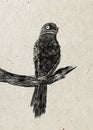 Drawing of nightjar bird sitting on branch, black silhouette on beige rice paper background.