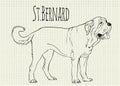 Drawing on notebook sheet St. Bernard