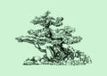 A tree in the style of a bonsai. Old curved trunk. Natural composition. Royalty Free Stock Photo