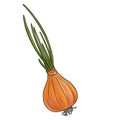 drawing onion bulb with green leaves