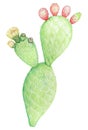 Opuntia ficus indica - prickly pear cactus handmade illustration