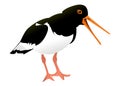 Drawing of oyster catcher with white background illustration