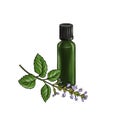 drawing patchouli essential oil