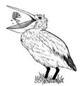 Drawing of pelican with fish