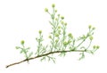 Drawing of a Pineapple weed Matricaria discoidea plant