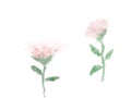 Drawing pink flowers but white background Royalty Free Stock Photo