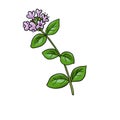 drawing plant of marjoram isolated at white background