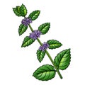 drawing plant of peppermint
