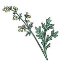 drawing plant of wormwood of isolated at white background