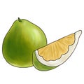 drawing pomelo at white background