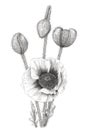 Drawing of a Poppy Papaver over white background