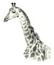 Drawing portrait of a giraffe portrait on a white background Royalty Free Stock Photo