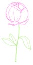 Drawing of a purple-colored rose with green leaves vector or color illustration