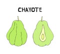 Drawing of a rare fruit - chayote, mexican cucumber