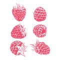 Drawing raspberry isolated on white background. fruit Hand drawn