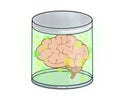 Brain in a jar for neuroscience