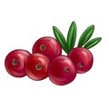 drawing berries of cranberry at white background