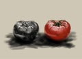 Red and black tomato illustration ongrey background