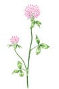 Drawing of a Red clover Trifolium pratense twig Royalty Free Stock Photo