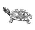 Drawing of Red-eared Slider Trachemys scripta elegans turtle