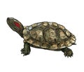 Drawing of Red-eared Slider Trachemys scripta elegans turtle