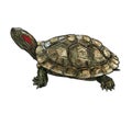 Drawing of Red-eared Slider Trachemys scripta elegans turtle Royalty Free Stock Photo