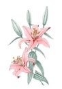 Drawing of a red Oriental Lilium hybrid over white background