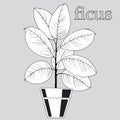 356 ficus, vector illustration, isolate on a white background